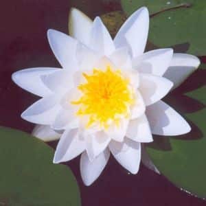 White Sultan Water Lily 4 Litre