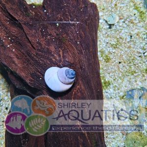 White Wizard Snail