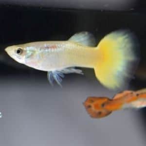 Yellow Guppy