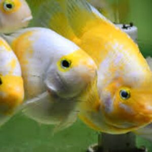 Yellow & White King Kong Parrot 5-6"