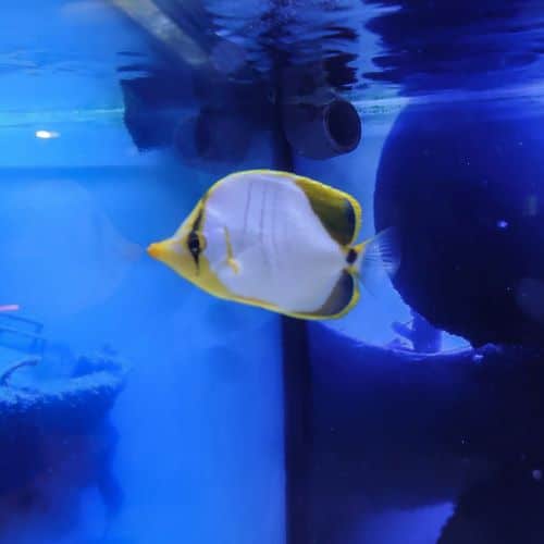 Yellowhead Butterflyfish