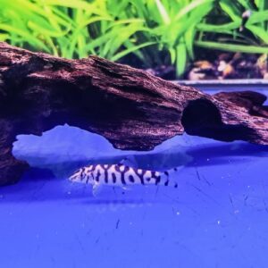 Yoyo Loach
