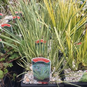 Acorus gramineus variegatus 1 Litre