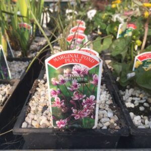 Butomus umbellatus 1 Litre