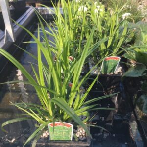 Carex pendula 1 Litre