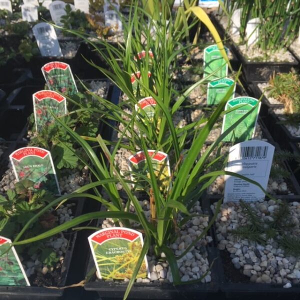 Cyperus eragrostis 1 Litre