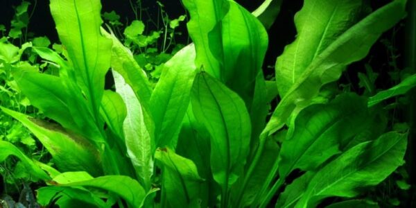 Amazon Sword Bunched Plant