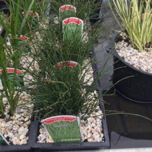 Equisetum scirpoides 1 Litre