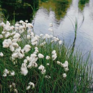 Eriophorum Angustifolium 1 Litre
