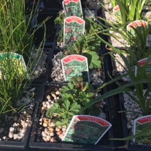 Geum Rivale 1 Litre