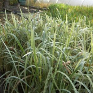 Glyceria Maxima Variegata 1 Litre