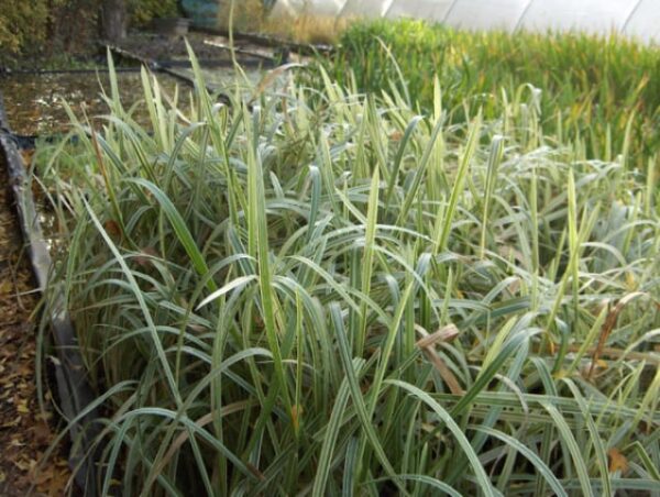 Glyceria Maxima Variegata 1 Litre