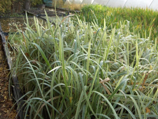 Glyceria Maxima Variegata 1 Litre
