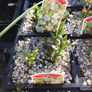 Gratiola officinalis 1 Litre