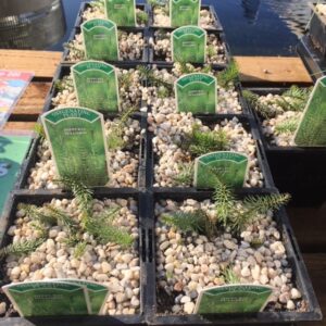 Hippuris vulgaris 1 Litre
