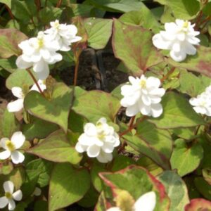 Houttuynia Cordata Plena 1 Litre