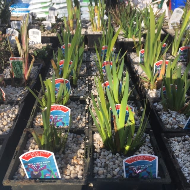 Iris Versicolor Kermasina 1 Litre