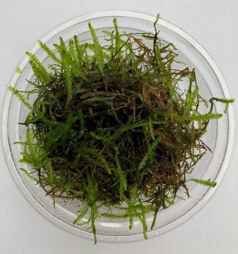 Java Moss in 80cc Cup