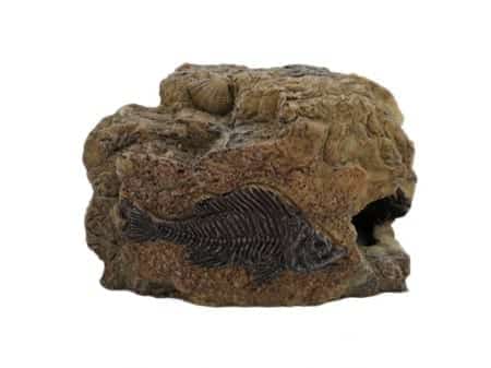 Small Fossil Rock