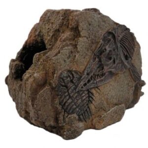 Medium Fossil Rock