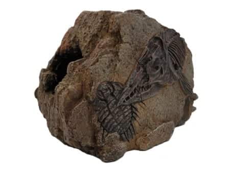 Medium Fossil Rock