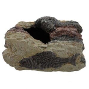 Large Fossil Rock