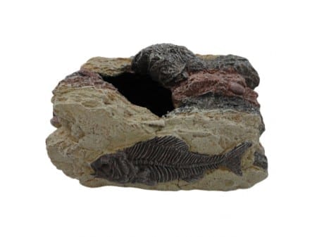 Large Fossil Rock