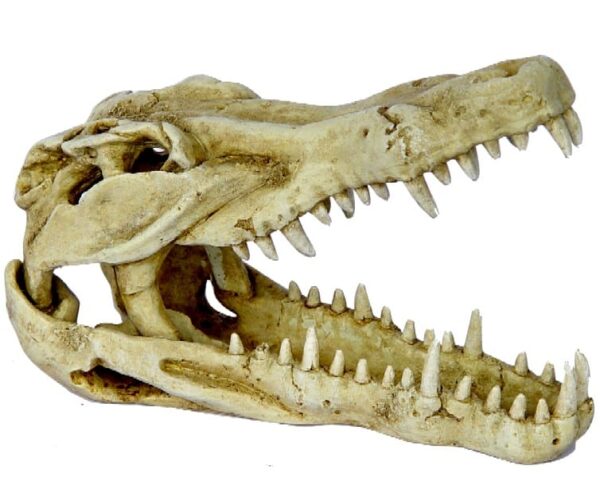 Mini Crocodile Skull Aquarium Ornament