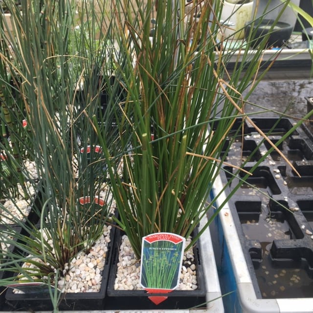 Juncus effusus 1 Litre