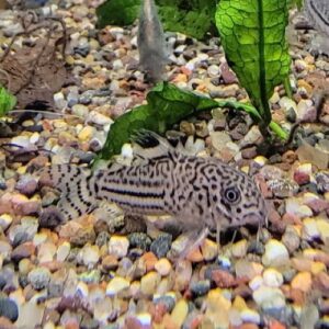 Leopard Cory