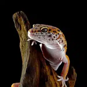 leopard-geckol-closeup-head-wood-with-black-background-leopard-gecko-lookong-prey