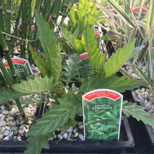 Lycopus europeus 1 Litre