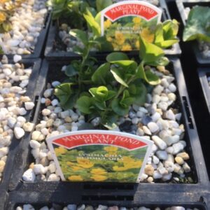 Lysimachia nummularia 1 Litre