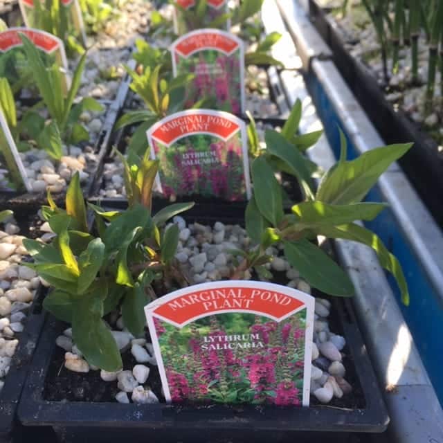 Lythrum salicaria 1 Litre