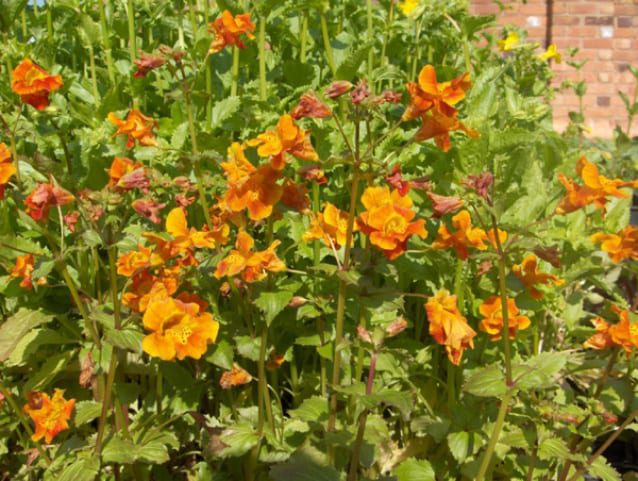 Mimulus Lothian Fire 1 Litre