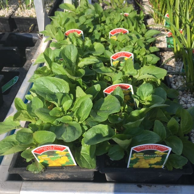 Mimulus Luteus 1 Litre