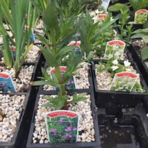 Mimulus ringens 1 Litre