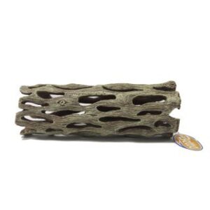 Betta Cholla Wood Ornament