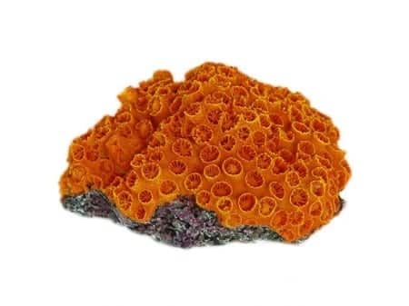 Sun Coral