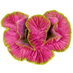 Pink Rose Coral