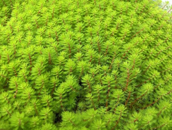 Myriophyllum Red Stem 1 Litre