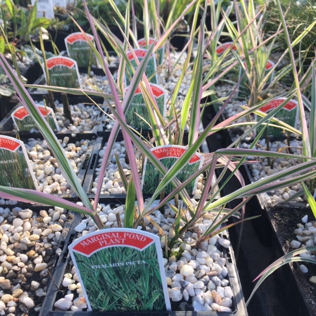 Phalaris picta 1 Litre