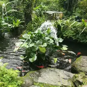 plants-growing-pond