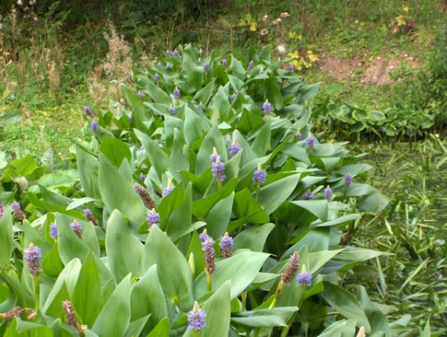 Pontederia Cordata 1 Litre