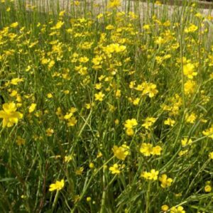 Ranunculus flammula 1 Litre