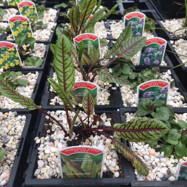 Rumex sanguineus 1 Litre