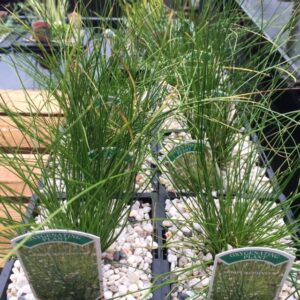 Scirpus cernuus 1 Litre