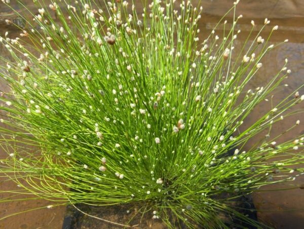 Scirpus cernuus 1 Litre - Image 2