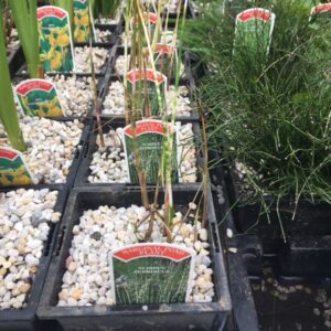 Scirpus zebrinuus 1 Litre