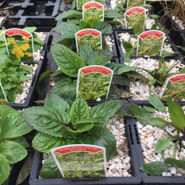 Scrophularia Aquatica 1 Litre